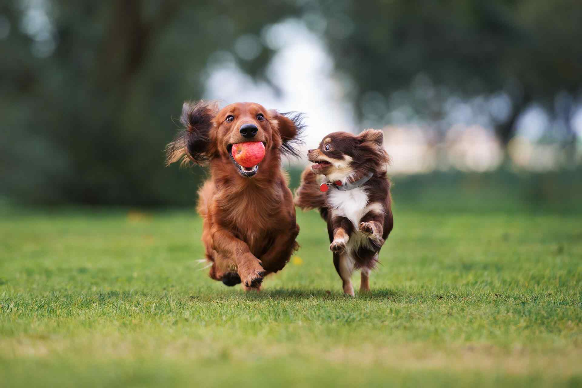 portfolio_04 https://luckydogpetcare.com/wp-content/uploads/2018/09/portfolio_04.jpg
