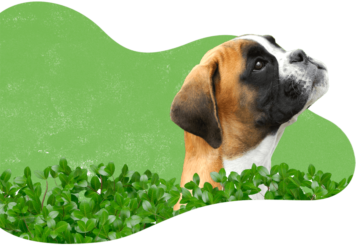 https://luckydogpetcare.com/wp-content/uploads/2019/07/hero_image_04.png