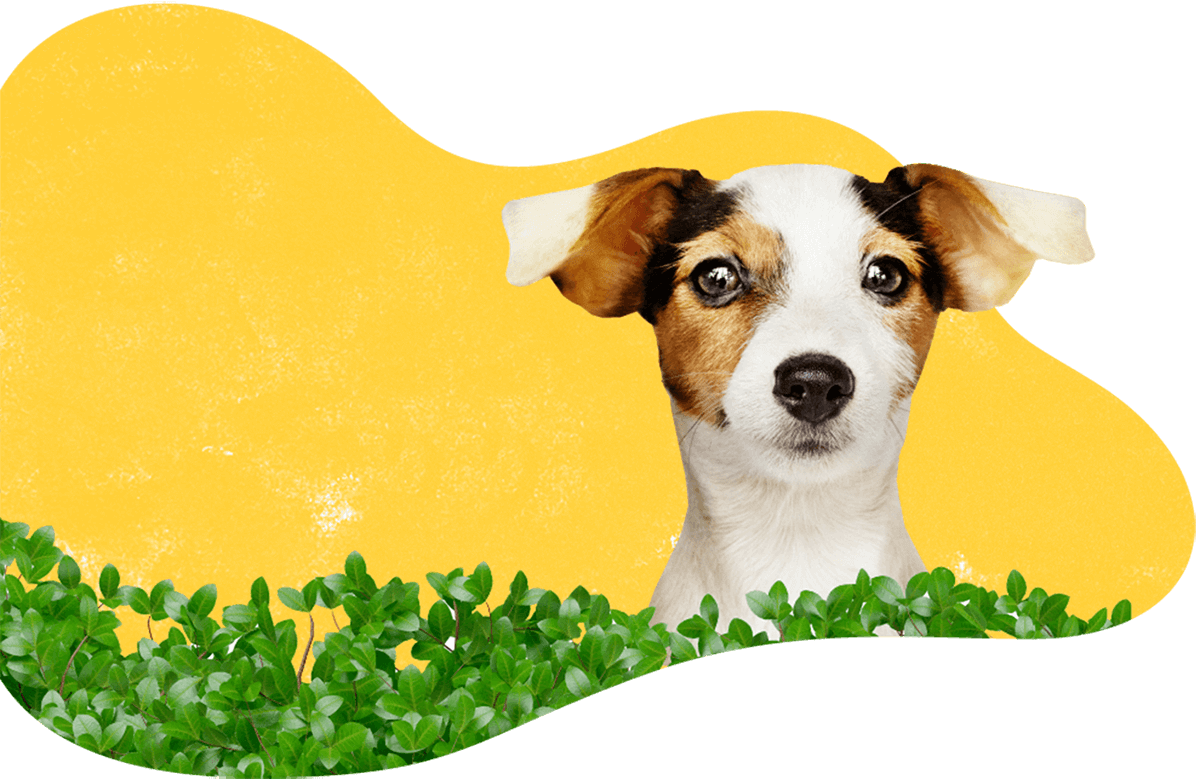 Pawsitive https://luckydogpetcare.com/wp-content/uploads/2019/07/hero_image_06.png