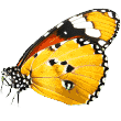 https://luckydogpetcare.com/wp-content/uploads/2019/08/butterfly.png