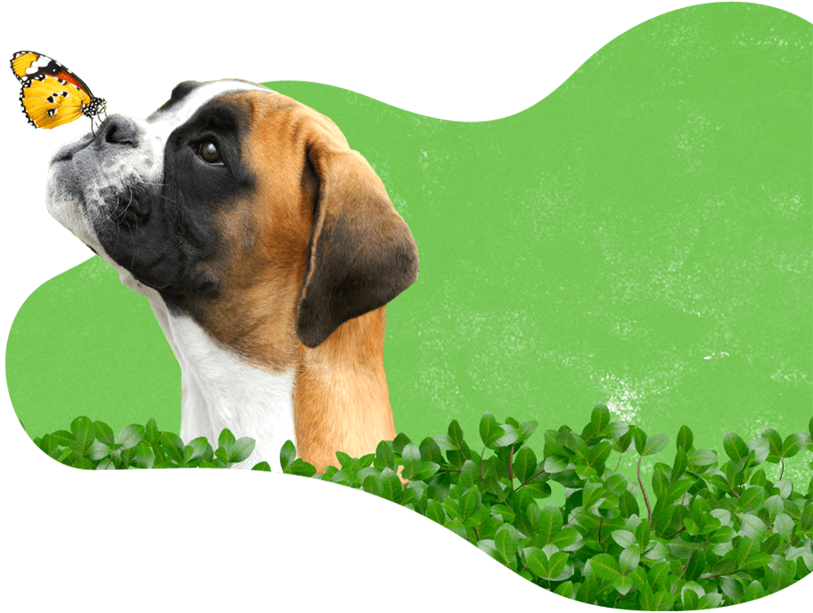 Pawsitive https://luckydogpetcare.com/wp-content/uploads/2019/08/dog_services.png