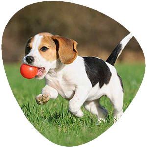 Custom dog poop scoop services in Jacksonville, FL tailored to your schedule, yard size, and number of dogs