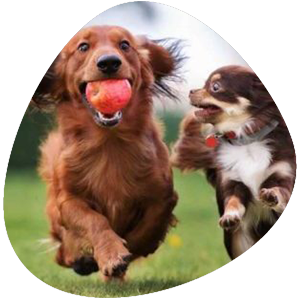 Recurring dog poop scooping service in Jacksonville, FL for scheduled weekly and routine yard cleanups