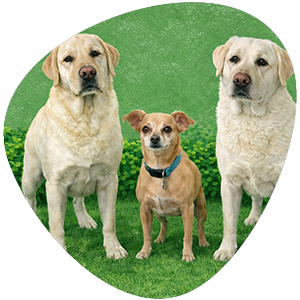 Backyard sanitizing and deodorizing service in Jacksonville, FL to help reduce pet odors and freshen outdoor spaces