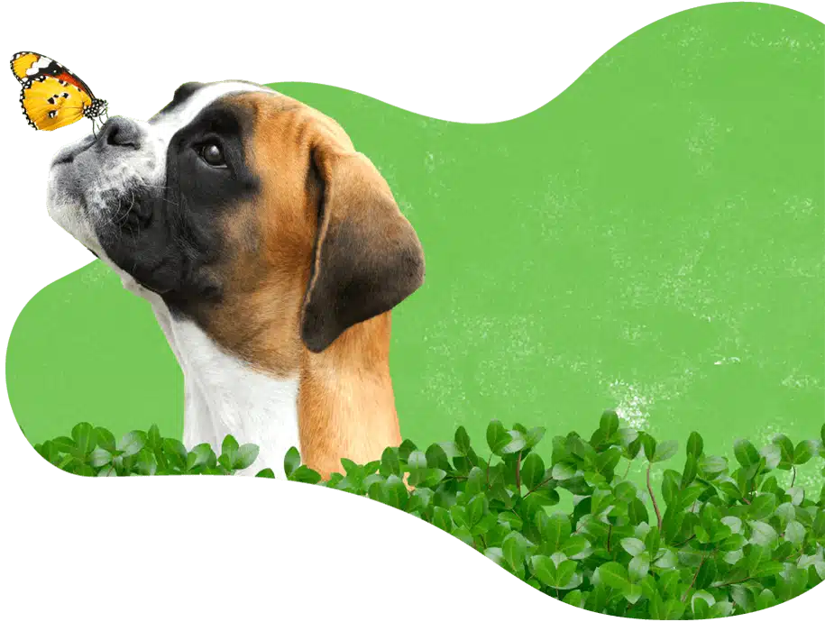Recurring Dog Walking | Lucky Dog Pet Care Lucky Dog Pet Care walker providing a recurring scheduled walk for a dog