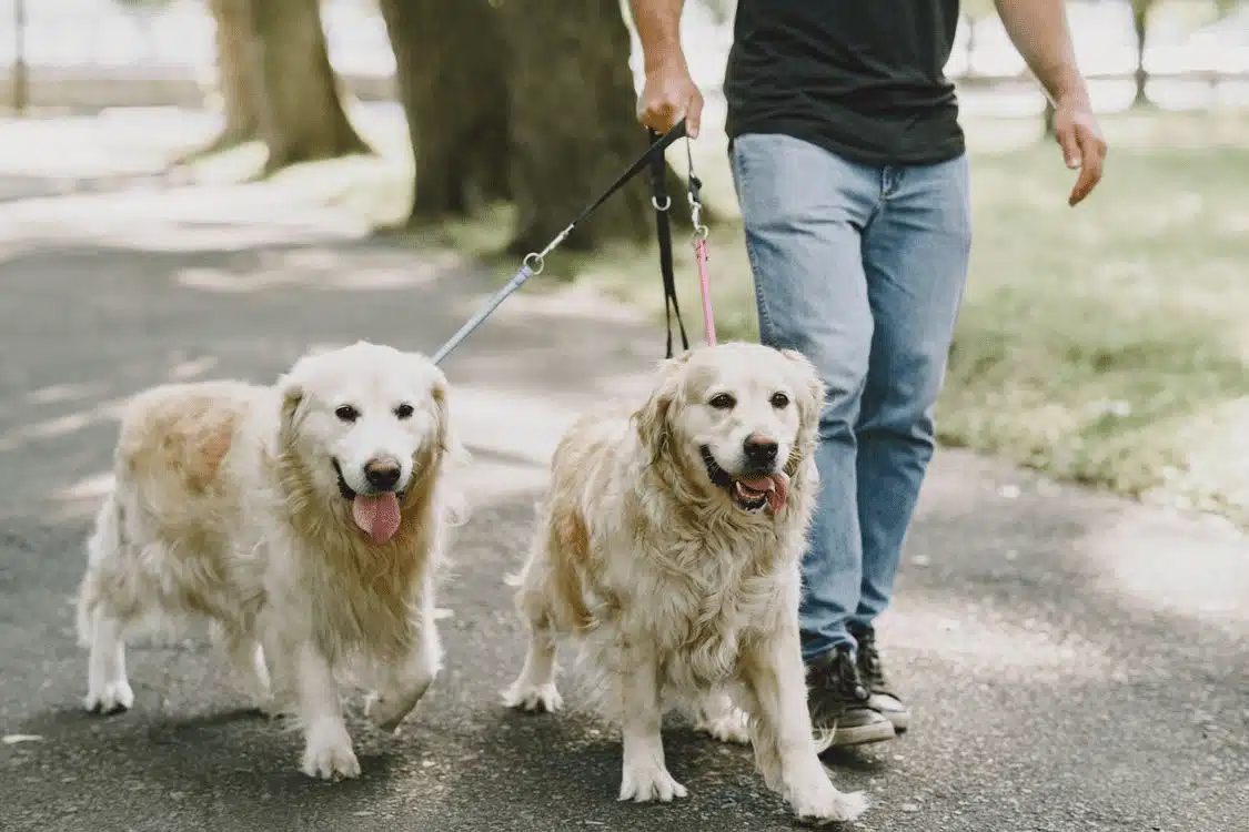 Two-Dog Walking in Jacksonville | Lucky Dog Pet Care Dog walker walking two leashed dogs from the same household in Jacksonville