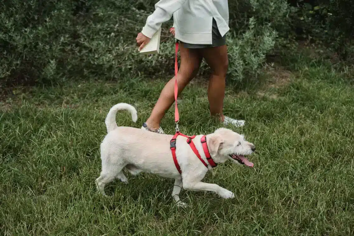Dog Walking in Jacksonville, FL | Lucky Dog Pet Care Lucky Dog Pet Care walker taking a leashed dog through a Jacksonville, Florida neighborhood