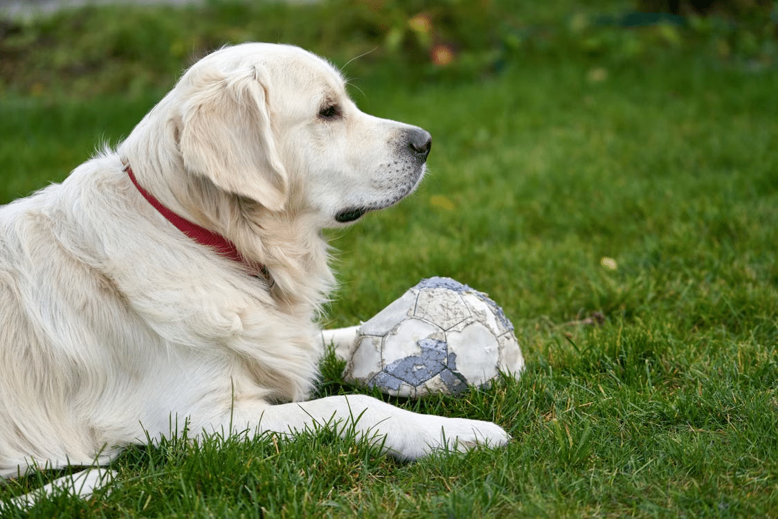 Pet Care Jacksonville FL | Lucky Dog Pet care provider caring for a dog in a Jacksonville FL home