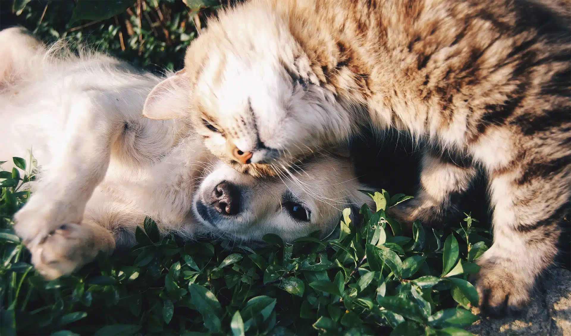 Pet Sitter in Jacksonville, FL | Lucky Dog Pet Care Jacksonville pet sitter spending time with a dog during an in-home visit