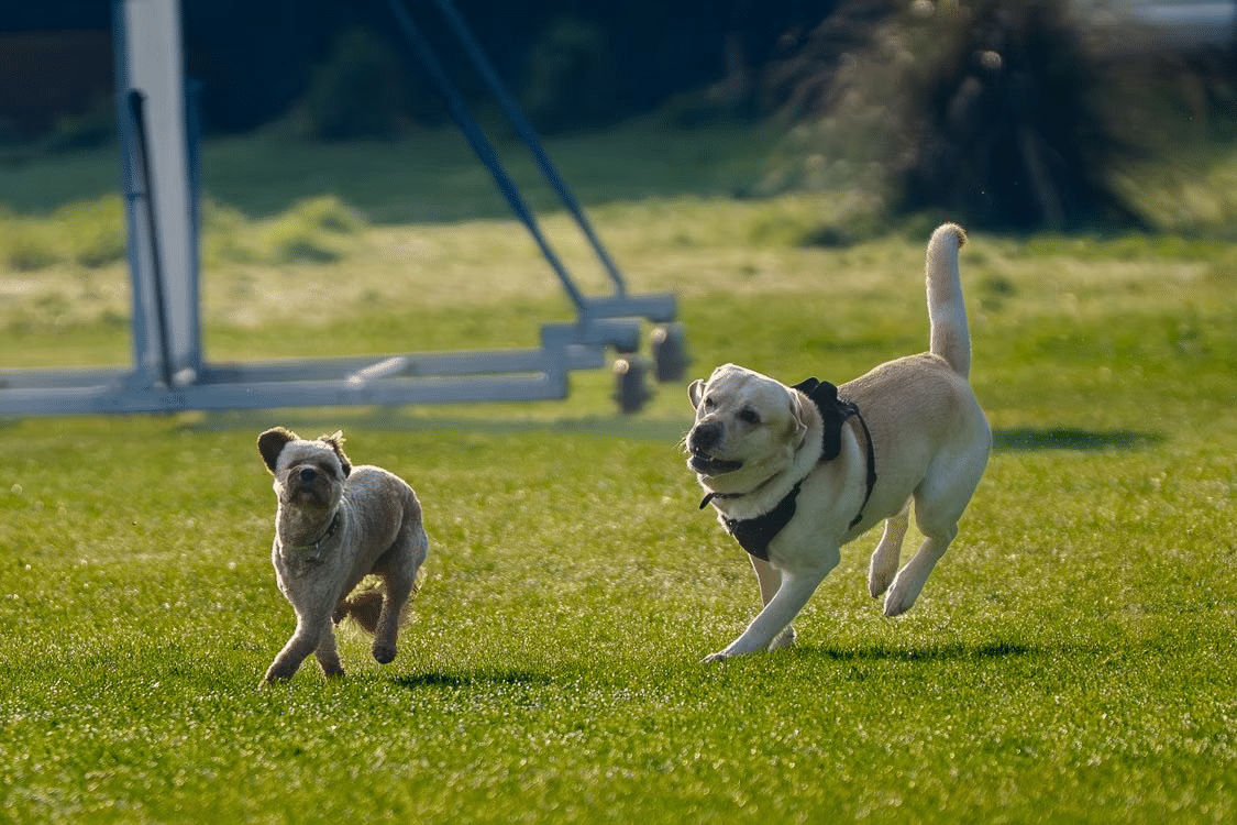pet-sitting-palm-valley-fl https://luckydogpetcare.com/wp-content/uploads/2026/07/pet-sitting-palm-valley-fl-1.png