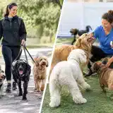 Dog Walker Versus Daycare: Which Fits Your Dog?